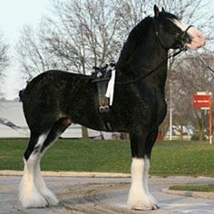 a black and white horse standing next to a fire hydrant