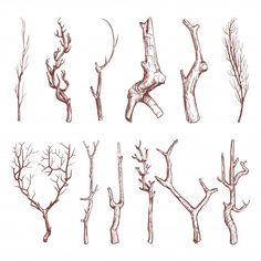 tree branches drawn in pencil on a white background royalty - free stock photo, images and illustrations