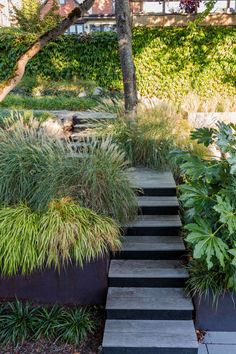 an outdoor garden with steps leading up to the trees and plants in front of it