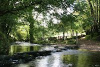 a river running through a lush green forest