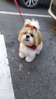 a small brown and white dog on a leash