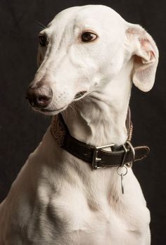 a white dog wearing a leather collar and looking off into the distance with black background