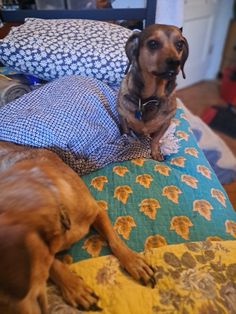 two dogs laying on top of a bed next to each other in front of pillows