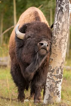 a bison standing next to a tree in the grass and looking at it's face