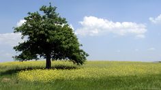 a lone tree in the middle of a field