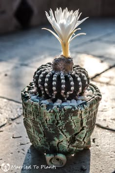 a small cactus plant sitting on top of a wooden table