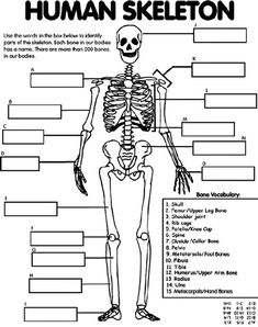 the human skeleton is labeled in this diagram, which includes bones and their major functions