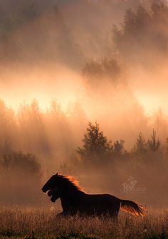 a horse is running through the foggy field