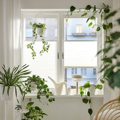 there are many plants in the window sill