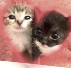 two small kittens sitting next to each other on a pink blanket, looking up at the camera