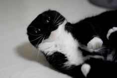 a black and white cat laying on top of a bed