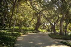 the path is lined with trees and bushes