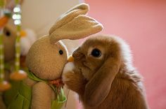 a stuffed rabbit is holding onto the back of a stuffed bunny