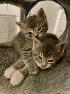 two small kittens are sitting in a cat tree house, looking at the camera