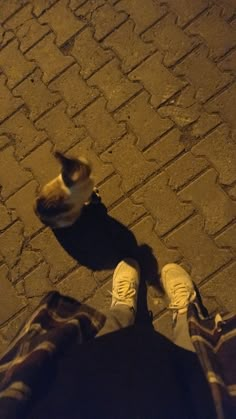 a cat sitting on the ground next to someone's feet