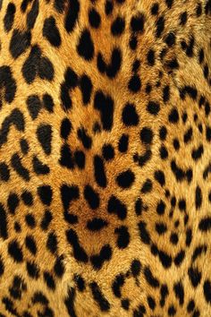 the skin of a cheetah is shown in this image