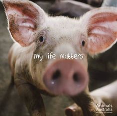 a small pig with the words my life matters written on it