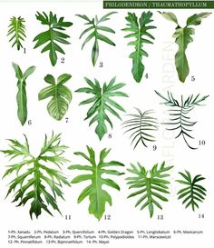 the different types of plants that are on display in this page, and what they look like