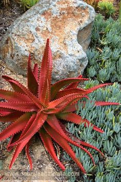 a red and green plant sitting next to a rock