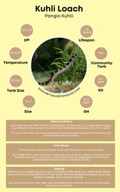 an info sheet with information about the different types of plants and their names on it