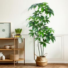 a potted plant sitting on top of a wooden shelf next to a bookcase