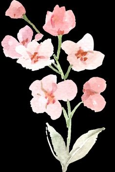 pink flowers on a black background with watercolor paint effect in the bottom right corner