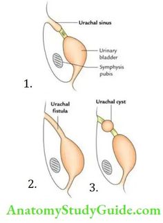 Urinary Bladder Trigone Anatomy - Anatomy Study Guide Limbic System