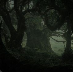 an old tree in the middle of a forest at night time with fog coming from its branches