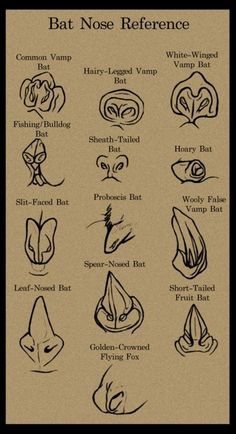 an image of different types of nose shapes