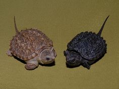 two small tortoises sitting next to each other on a green cloth covered surface