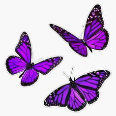 three purple butterflies flying in the air with their wings spread out and facing different directions