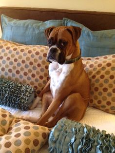 a boxer dog sitting on a bed with pillows