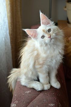 a white kitten sitting on top of a couch