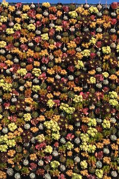 an overhead view of many different types of flowers and plants in the same color scheme