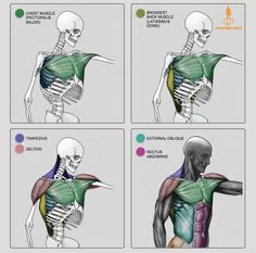 four different views of the back and shoulder muscles