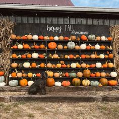 a black dog sitting in front of a display of pumpkins