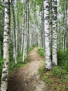 a path in the middle of a forest with lots of trees