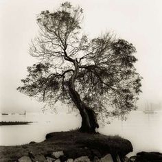 Coast Oak Tree Poster Print by Alan Blaustein-VARPDXB1300D Image 1 Oak Tree Art, Tree Black And White, Tree Poster, Tree Artwork, Tree Canvas, Framed Wall Art Sets, Art Prints For Home, Oak Tree, Stock Paper