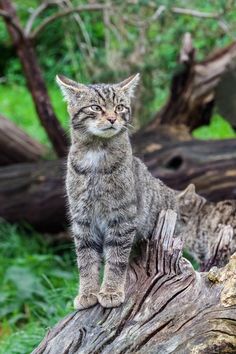 a cat sitting on top of a tree stump