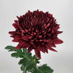 a large red flower with green leaves in a vase