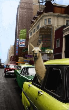 an alpaca is sitting on the hood of a car in a busy city