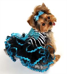 a small dog wearing a blue and black dress with zebra print on it's chest