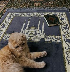 an orange cat laying on top of a rug