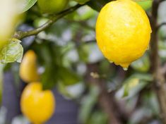 the lemons are growing on the tree outside