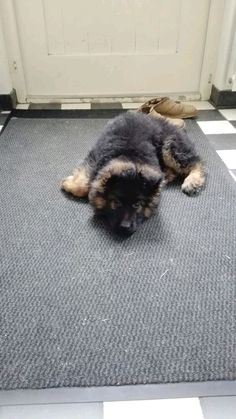 a black and brown dog laying on top of a checkered floor next to a door