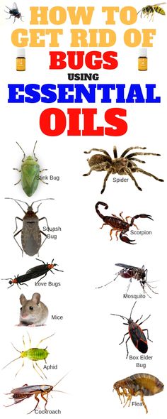 how to get rids of bugs using essential oils and other natural insect repellements