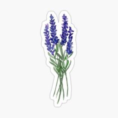 lavender flowers sticker on a white background with space for your own text or image