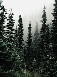 a forest filled with lots of trees covered in fog