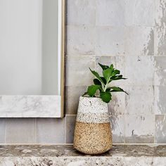 a potted plant sitting on top of a counter next to a mirror and tiled wall