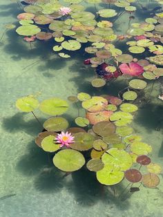 water lilies are growing in the shallow waters